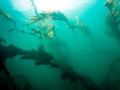 Bull Kelp