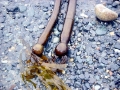 Bull Kelp