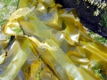 Bull Kelp