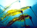 Bull Kelp