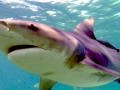 Bull Shark