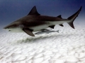 Bull Shark