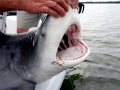 Bull Shark