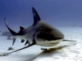 Bull Shark