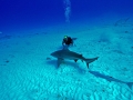 Bull Shark
