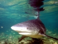 Bull Shark