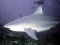 Bull Shark