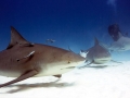 Bull Shark