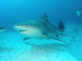 Bull Shark