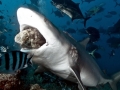 Bull Shark