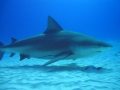Bull Shark