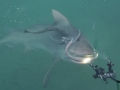 Bull Shark