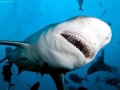 Bull Shark