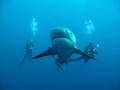 Bull Shark