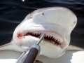 Bull Shark