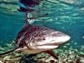 Bull Shark