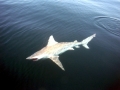 Bull Shark
