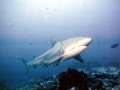 Bull Shark