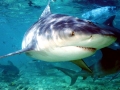 Bull Shark