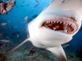 Bull Shark