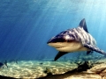 Bull Shark