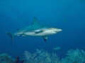 Bull Shark