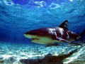 Bull Shark