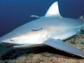 Bull Shark