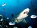 Bull Shark