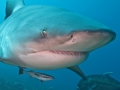 Bull Shark