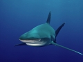 Bull Shark