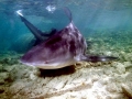 Bull Shark