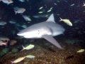 Bull Shark