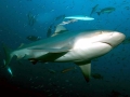 Bull Shark