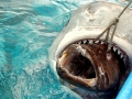 Bull Shark