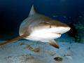 Bull Shark
