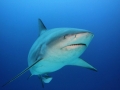 Bull Shark