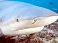 Bull Shark