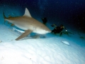 Bull Shark