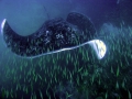 Australian Bull Stingray
