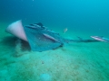 Australian Bull Stingray
