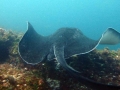 Australian Bull Stingray