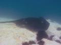 Australian Bull Stingray