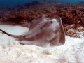Australian Bull Stingray