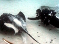 Australian Bull Stingray