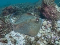 Australian Bull Stingray