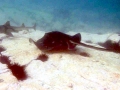 Australian Bull Stingray