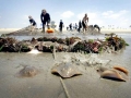 Australian Bull Stingray