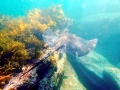 Australian Bull Stingray