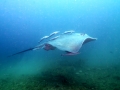 Australian Bull Stingray